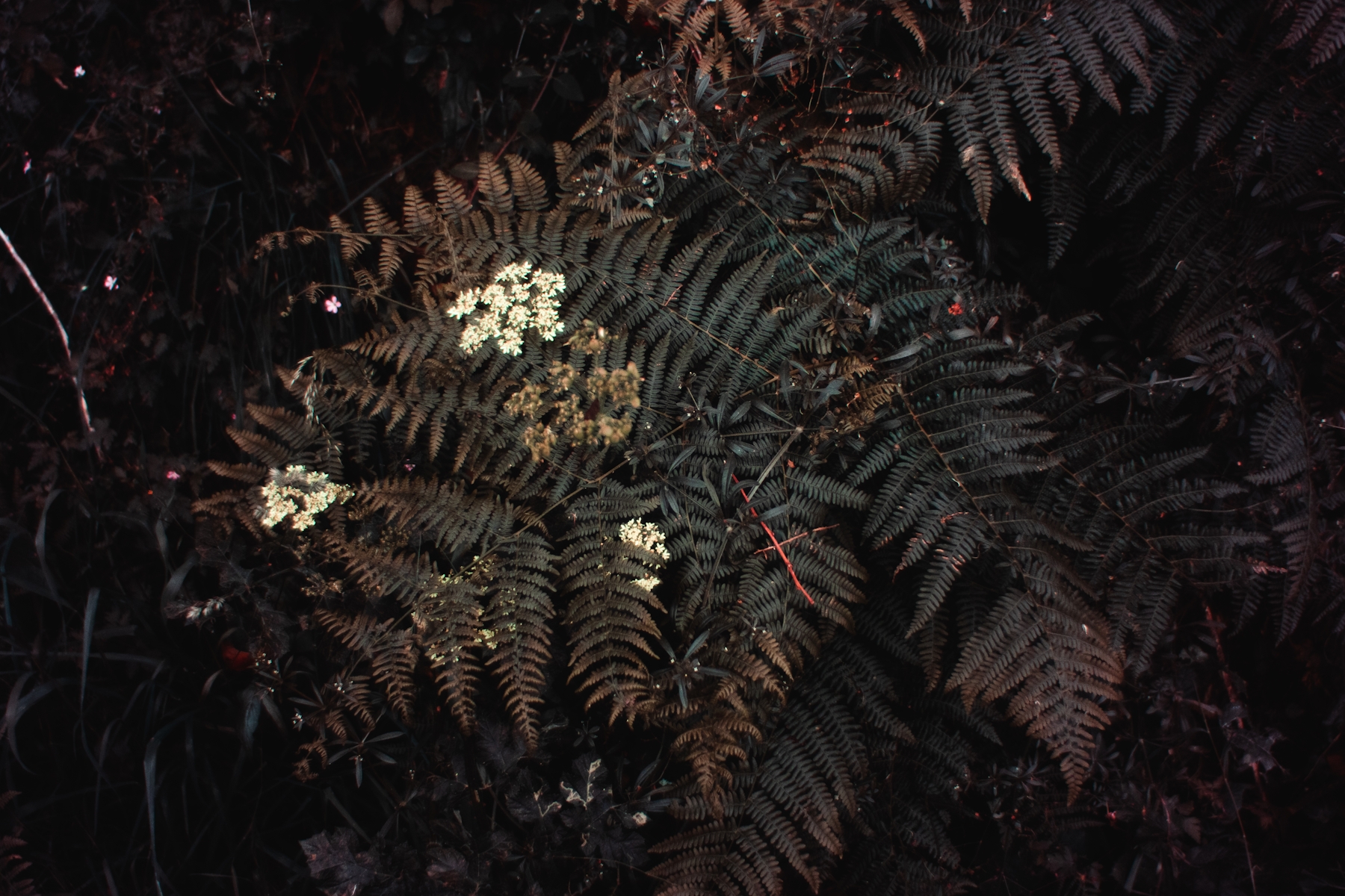 DSC08807.jpg