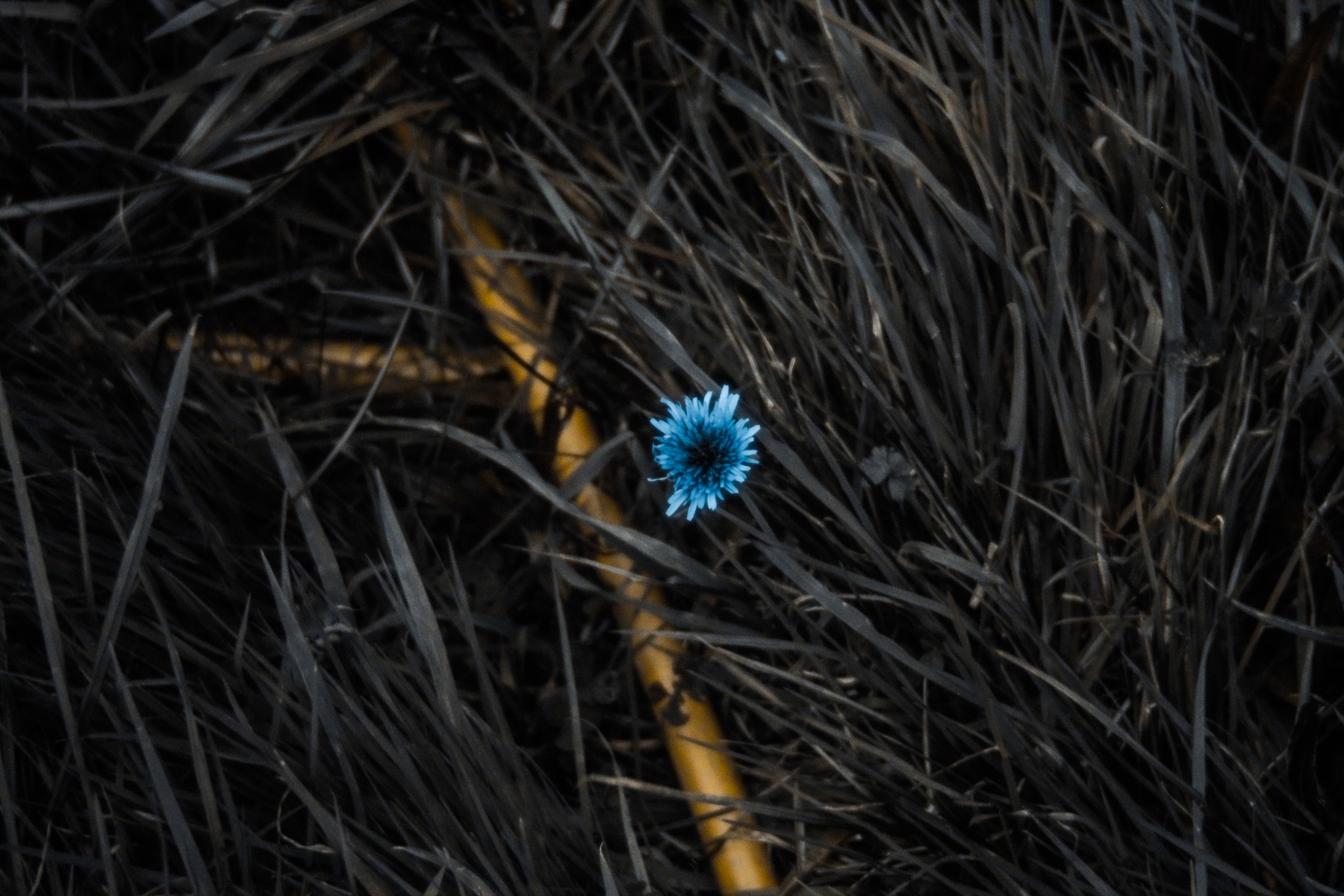 IMG_9934.jpg.fe708a72b45fa351305205624f4d2bbf.jpg